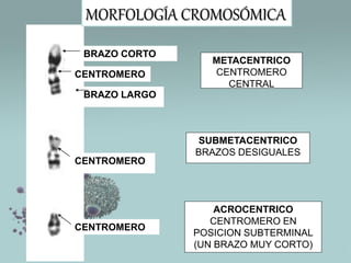 MORFOLOGÍA CROMOSÓMICA
BRAZO CORTO
CENTROMERO

METACENTRICO
CENTROMERO
CENTRAL

BRAZO LARGO

CENTROMERO

CENTROMERO

SUBMETACENTRICO
BRAZOS DESIGUALES

ACROCENTRICO
CENTROMERO EN
POSICION SUBTERMINAL
(UN BRAZO MUY CORTO)

 