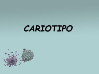 CARIOTIPO

 