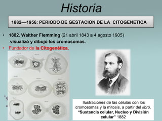 Historia
1882––1956: PERIODO DE GESTACION DE LA CITOGENETICA
• 1882. Walther Flemming (21 abril 1843 a 4 agosto 1905)
visualizó y dibujó los cromosomas.
• Fundador de la Citogenética.

Ilustraciones de las células con los
cromosomas y la mitosis, a partir del libro,
“Sustancia celular, Nucleo y División
celular” 1882

 