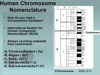 Human Chromosome
Nomenclature
• How do you read a
Chromosome Cariotipo?
• International System for
Human Cytogenetic
Nomenclatuer (ISCN)

Centromere

• Always counting outwards
from centromere:
-A. Chromosome/Arm ( Xp)
-B. Region ( Xp1)
-C. Band ( Xp11)
-D. Sub-bands(Xp11.2)
-E. Sub-sub-bands(Xp11.21)
X-Chromosome

NCBI, 2012

 