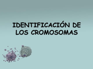 IDENTIFICACIÓN DE
LOS CROMOSOMAS

 