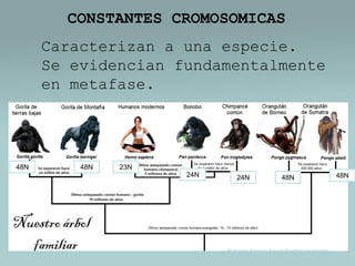 CONSTANTES CROMOSOMICAS
Caracterizan a una especie.
Se evidencian fundamentalmente
en metafase.

48N

48N

23N
24N

24N

48N

48N

 