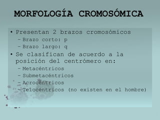 MORFOLOGÍA CROMOSÓMICA
• Presentan 2 brazos cromosómicos
– Brazo corto: p
– Brazo largo: q

• Se clasifican de acuerdo a la
posición del centrómero en:
–
–
–
–

Metacéntricos
Submetacéntricos
Acrocéntricos
Telocéntricos (no existen en el hombre)

 