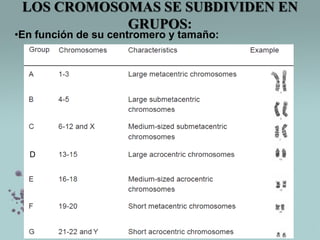 LOS CROMOSOMAS SE SUBDIVIDEN EN
GRUPOS:

•En función de su centromero y tamaño:

D

 