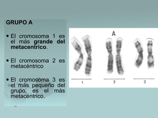 GRUPO A

 El cromosoma 1 es
el más grande del
metacentrico.
 El cromosoma 2 es
metacéntrico
 El cromosoma 3 es
el más pequeño del
grupo, es el más
metacéntrico.

 