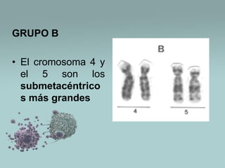GRUPO B

• El cromosoma 4 y
el 5 son los
submetacéntrico
s más grandes

 