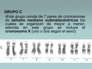 GRUPO C
•Este grupo consta de 7 pares de cromosomas
de tamaño mediano submetacéntricos los
cuales se organizan de mayor a menor,
además en este grupo se incluye el
cromosoma X (uno o dos según el sexo).

 