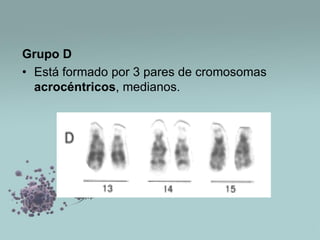Grupo D
• Está formado por 3 pares de cromosomas
acrocéntricos, medianos.

 