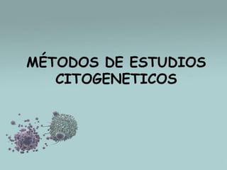MÉTODOS DE ESTUDIOS
CITOGENETICOS

 