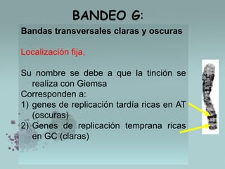 BANDEO G:
Bandas transversales claras y oscuras
Localización fija,

Su nombre se debe a que la tinción se
realiza con Giemsa
Corresponden a:
1) genes de replicación tardía ricas en AT
(oscuras)
2) Genes de replicación temprana ricas
en GC (claras)

 