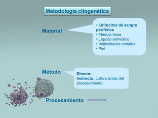 Metodología citogenética
• Linfocitos de sangre
periférica
• Médula ósea
• Líquido amniótico
• Vellosidades coriales
• Piel

Material

Método

Directo:
Indirecto: cultivo antes del
procesamiento

Procesamiento

 