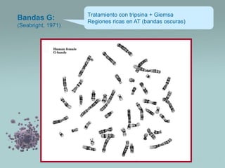 Bandas G:
(Seabright, 1971)

Tratamiento con tripsina + Giemsa
Regiones ricas en AT (bandas oscuras)

 
