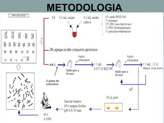 METODOLOGIA

1000 rpm x
10 min
5 gotas de
colchisina

1000 rpm x
10 min

 