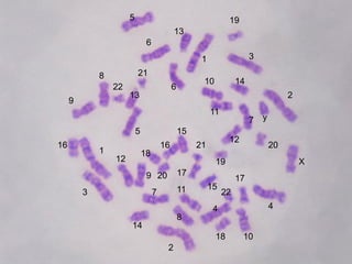 5

19
13
6

3

1
21

8
22

10

6

14

13

9

2
11
7

5
16

15
16

1
12

y

12

21

20

18
19
9 20
7

3

17
11

X
17

15

22
4

4

8
14
18
2

10

 