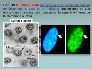 • En 1949 MURRAY BARR demostro que es posible determinar
genéticamente el sexo de un individuo dependiendo de que
exista o no una masa de cromatina en la superficie interna de
la membrana nuclear.
CARBOL FUCSINA

XY

XX

 