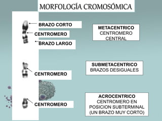 Human Chromosome
Nomenclature
• How do you read a
Chromosome Cariotipo?
• International System for
Human Cytogenetic
Nomen...