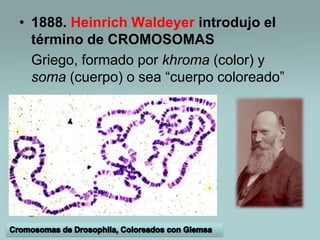 • Ya desde principios del 1900 se aceptaba la idea de que
el material hereditario estaba contenido en los
cromosomas
• hip...