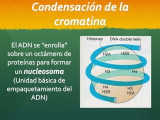 El ADN se “enrolla”
sobre un octámero de
proteínas para formar
un nucleosoma
(Unidad básica de
empaquetamiento del
ADN)
Condensación de la
cromatina
 