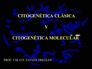 CITOGENÉTICA CLÁSICA  Y  CITOGENÉTICA MOLECULAR PROF. T.M. CIT. FAVIÁN TREULEN 