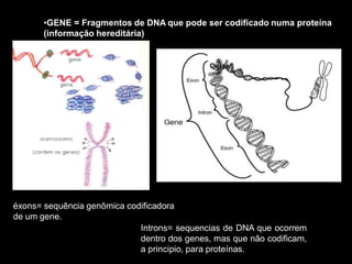 •GENE = Fragmentos de DNA que pode ser codificado numa proteína
(informação hereditária)
éxons= sequência genômica codificadora
de um gene.
Introns= sequencias de DNA que ocorrem
dentro dos genes, mas que não codificam,
a principio, para proteínas.
 