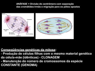 ANÁFASE = Divisão do centrômero com separação
das cromátides-irmãs e migração para os pólos opostos
Conseqüências genéticas da mitose:
- Produção de células filhas com o mesmo material genético
da célula-mãe (idênticas) - CLONAGEM
- Manutenção do número de cromossomos da espécie
CONSTANTE (GENOMA)
 