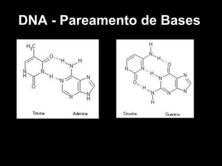 DNA - Pareamento de Bases
 