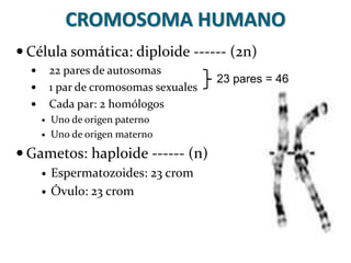 CROMOSOMA HUMANO
 Célula somática: diploide ------ (2n)
 22 pares de autosomas
 1 par de cromosomas sexuales
 Cada par...