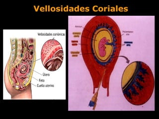 Vellosidades Coriales

 