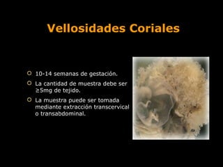 Vellosidades Coriales

 10-14 semanas de gestación.
 La cantidad de muestra debe ser
≥5mg de tejido.
 La muestra puede ser tomada
mediante extracción transcervical
o transabdominal.

 