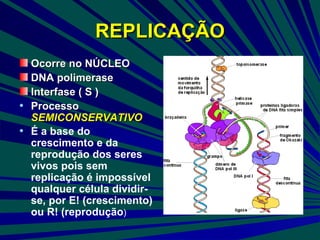 REPLICAÇÃO <ul><li>Ocorre no NÚCLEO </li></ul><ul><li>DNA polimerase </li></ul><ul><li>Interfase ( S )  </li></ul><ul><li>...