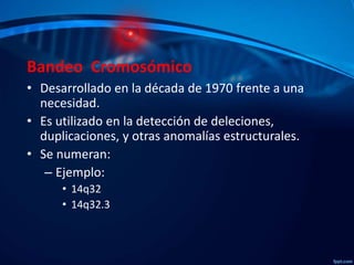 Bandeo Cromosómico
• Desarrollado en la década de 1970 frente a una
necesidad.
• Es utilizado en la detección de deleciones,
duplicaciones, y otras anomalías estructurales.
• Se numeran:
– Ejemplo:
• 14q32
• 14q32.3

 