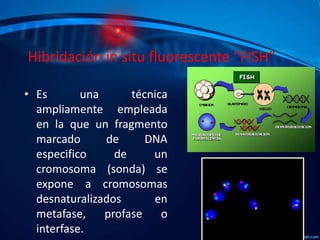 Hibridación in situ fluorescente “FISH”
• Es
una
técnica
ampliamente empleada
en la que un fragmento
marcado
de
DNA
especifico
de
un
cromosoma (sonda) se
expone a cromosomas
desnaturalizados
en
metafase,
profase
o
interfase.

 