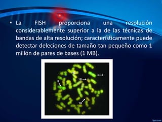 • La
FISH
proporciona
una
resolución
considerablemente superior a la de las técnicas de
bandas de alta resolución; característicamente puede
detectar deleciones de tamaño tan pequeño como 1
millón de pares de bases (1 MB).

 