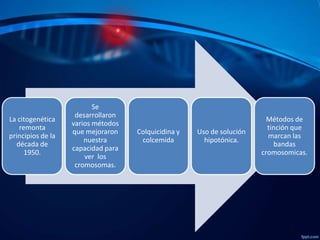 La citogenética
remonta
principios de la
década de
1950.

Se
desarrollaron
varios métodos
que mejoraron
nuestra
capacidad para
ver los
cromosomas.

Colquicidina y
colcemida

Uso de solución
hipotónica.

Métodos de
tinción que
marcan las
bandas
cromosomicas.

 