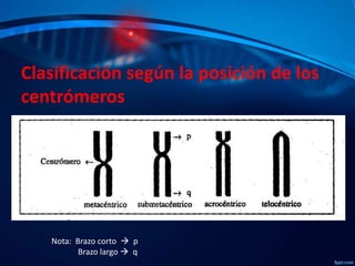 Clasificación según la posición de los
centrómeros

Nota: Brazo corto  p
Brazo largo  q

 