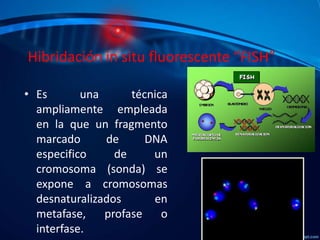 • Dado que mediante FISH pueden detectarse
aneuploidias empleando cromosomas en interfase,
no es necesario estimular a las...