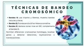 CITOGENÉTICA HUMANA.pdftgtgtgegergergregrg | PDF