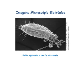 Piolho agarrado a um fio de cabelo
Imagens Microscópio Eletrônico
Ciências, 8º Série
Características gerais da célula e suas estruturas
Imagem:
Piolho
Linognathus
/
Alan
R
Walker
/
Creative
Commons
Attribution-Share
Alike
3.0
Unported.
 