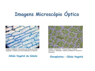 Imagens Microscópio Óptico
Célula Vegetal da Cebola Cloroplastos – Célula Vegetal
Ciências, 8º Série
Características gerais da célula e suas estruturas
Imagem: Fotografia microscópica de células da cebola /
kaibara87 / Creative Commons Attribution 2.0 Generic.
Imagem: Cloroplastos / Thomas Dreps / Creative
Commons - Atribuição - Partilha nos Mesmos Termos 2.0
Alemanha.
 