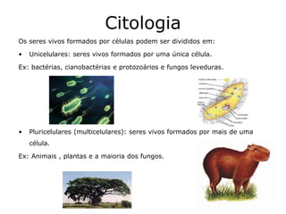 Citologia
Os seres vivos formados por células podem ser divididos em:
• Unicelulares: seres vivos formados por uma única célula.
Ex: bactérias, cianobactérias e protozoários e fungos leveduras.
• Pluricelulares (multicelulares): seres vivos formados por mais de uma
célula.
Ex: Animais , plantas e a maioria dos fungos.
 