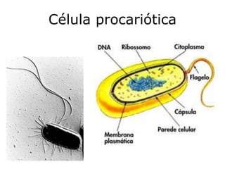 Célula procariótica
 