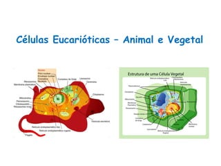 Células Eucarióticas – Animal e Vegetal
Ciências, 8º Série
Características gerais da célula e suas estruturas
 