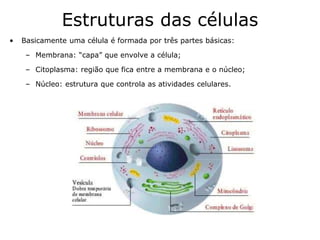 Estruturas das células
• Basicamente uma célula é formada por três partes básicas:
– Membrana: “capa” que envolve a célula;
– Citoplasma: região que fica entre a membrana e o núcleo;
– Núcleo: estrutura que controla as atividades celulares.
 