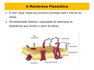 A Membrana Plasmática
• É uma “capa” dupla que envolve e protege todo o interior da
célula.
• Permeabilidade Seletiva: capacidade de selecionar as
substâncias que entram e saem da célula.
 