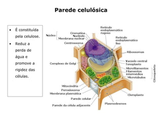 Parede celulósica
• É constituída
pela celulose.
• Reduz a
perda de
água e
promove a
rigidez das
células.
 