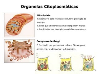Organelas Citoplasmáticas
Complexo de Golgi:
É formado por pequenas bolsas. Serve para
armazenar e descartar substâncias.
Mitocôndria:
Responsável pela respiração celular e produção de
energia.
Células que utilizam bastante energia tem muitas
mitocôndrias, por exemplo, as células musculares.
 