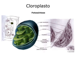 Cloroplasto
Fotossíntese
 