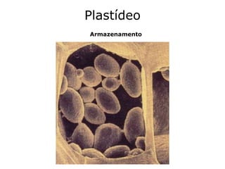 Plastídeo
Armazenamento
 