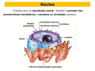 Núcleo
O Núcleo atua na reprodução celular. Também é portador das
características hereditárias e coordena as atividades celulares.
 
