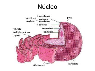 Núcleo
 